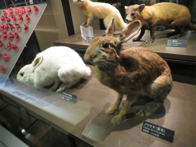 ニホンノウサギ