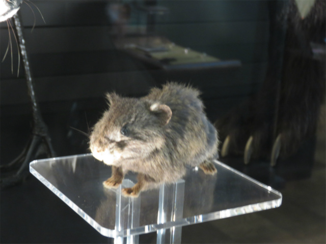 キタナキウサギ