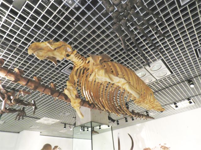 ステラーカイギュウ(†)
