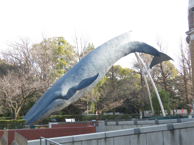 シロナガスクジラ