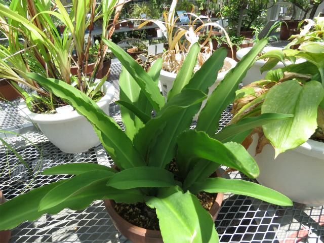 パイナップルリリー
