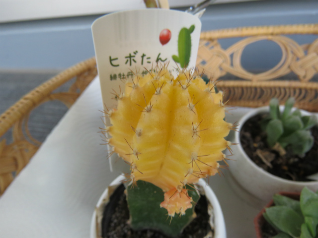 緋牡丹