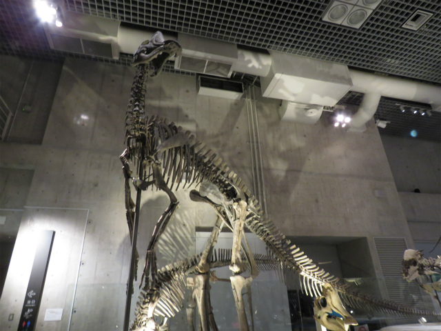 ヒパクロサウルス・ステビンゲリ(†)