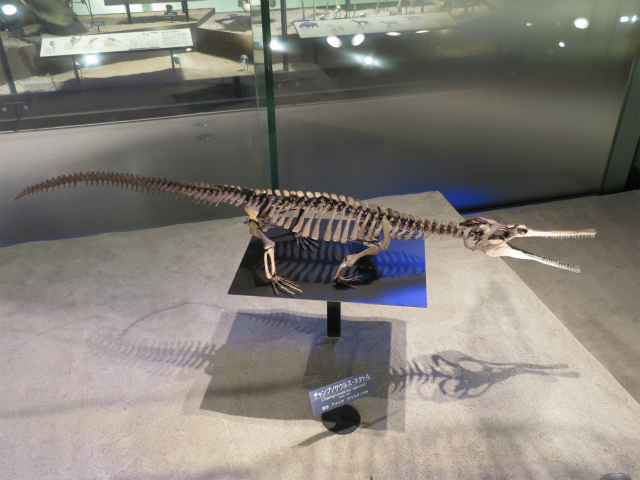 チャンプソサウルス・ネタトル(†)