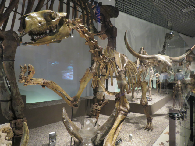 モロプス・エラトゥス(†)