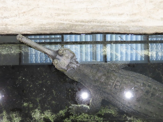 インドガビアル