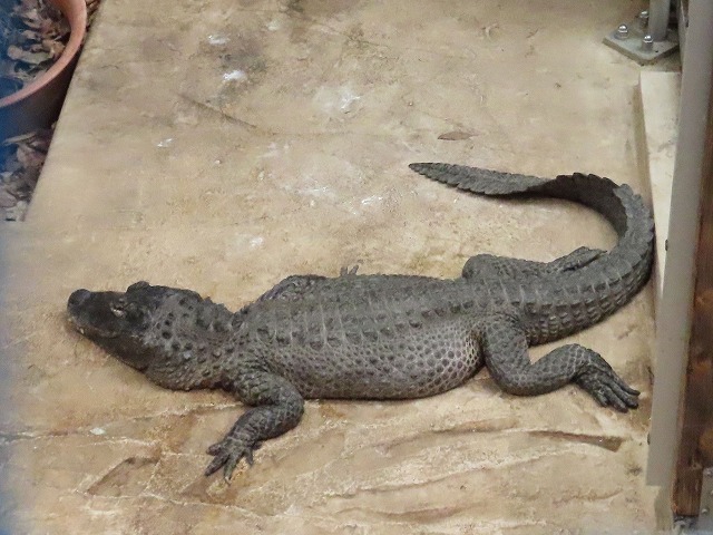 ヨウスコウアリゲーター