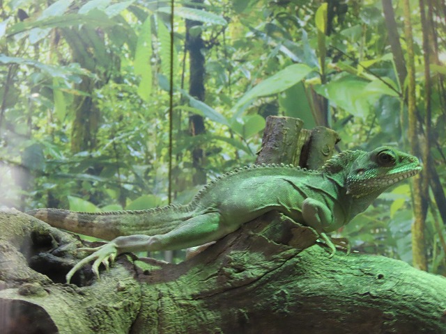インドシナウォータードラゴン