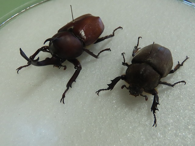 カブトムシ