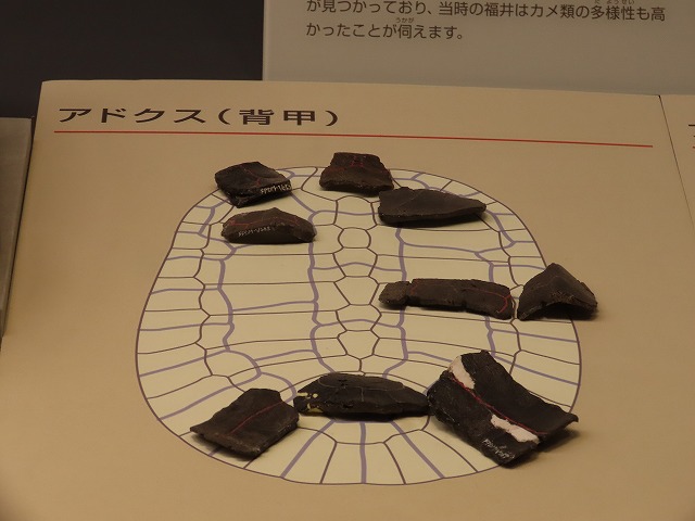 アドクス属の一種(背甲)