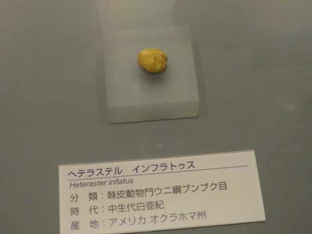 ヘテラステル・インフラトゥス