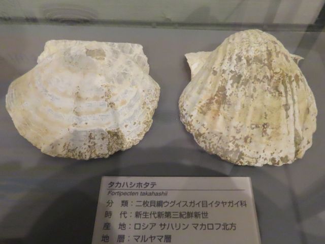 タカハシホタテ