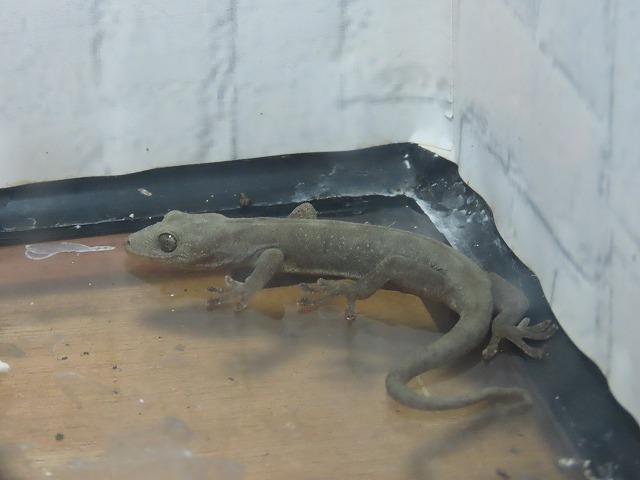 ニホンヤモリ