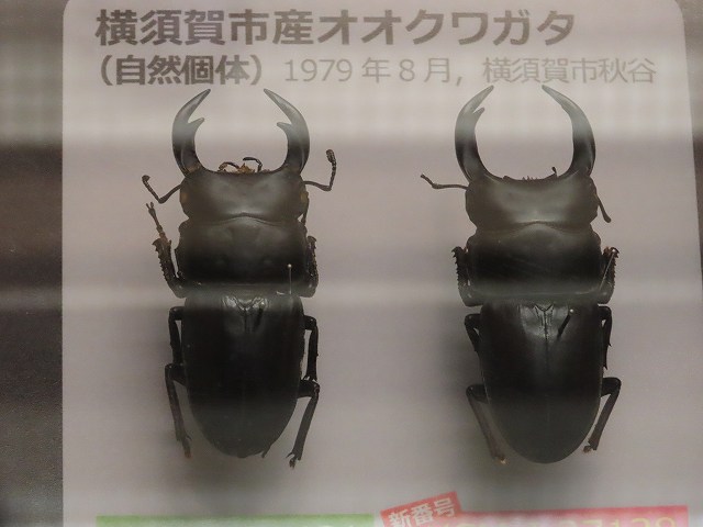 オオクワガタ