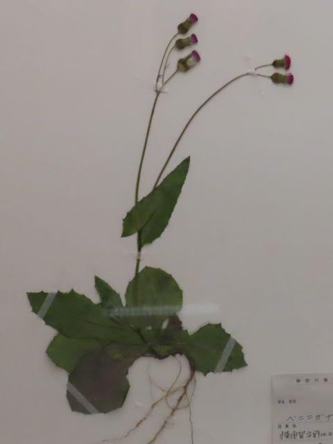 ベニニガナ
