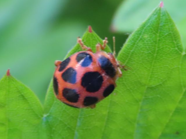 トホシテントウ